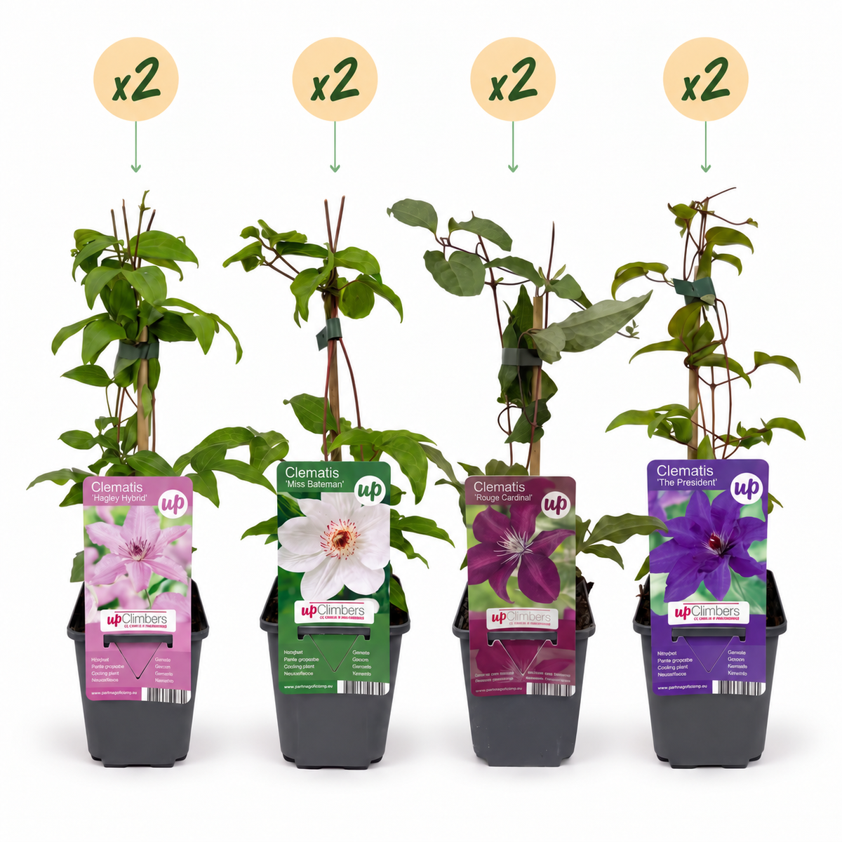 Clematis 'Rainbow' (bosrank) – paars-rood-roze-wit – 8 planten, Ø9 cm, 35 cm hoog