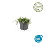 Leptinella squalida – 60 planter, Ø9 cm, 10–25 cm høje