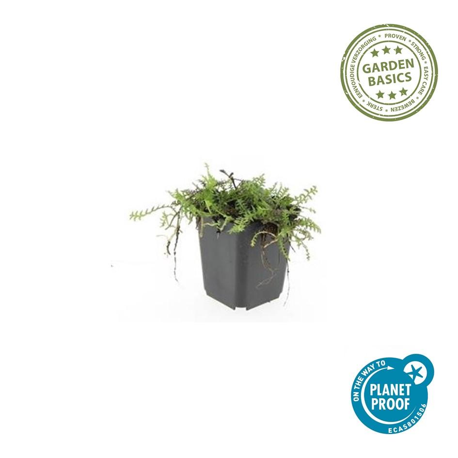 Leptinella squalida – 60 planter, Ø9 cm, 10–25 cm høje – billede 6
