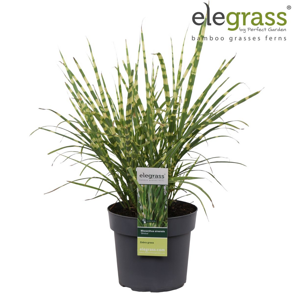 Miscanthus sinensis 'Strictus' (Japanisches Silbergras) – Ø 23 cm, 60 cm hoch – Bild 13