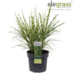 Miscanthus sinensis 'Strictus' (Japanisches Silbergras) – Ø 23 cm, 60 cm hoch