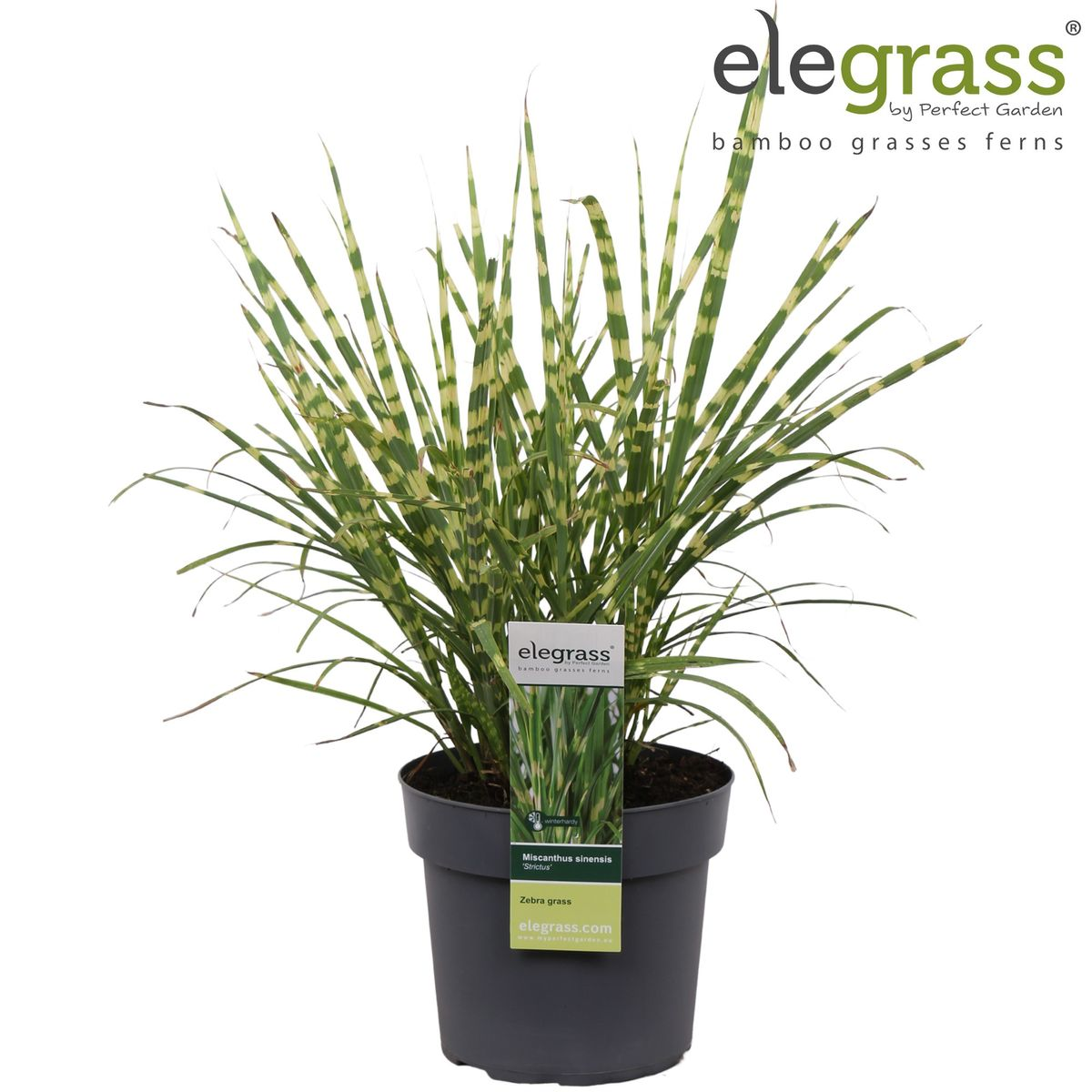 Miscanthus sinensis 'Strictus' (Japanisches Silbergras) – Ø 23 cm, 60 cm hoch – Bild 13
