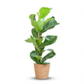 Ficus lyrata (Geigenfeige) mit Korb – Ø 21 cm, 80 cm hoch