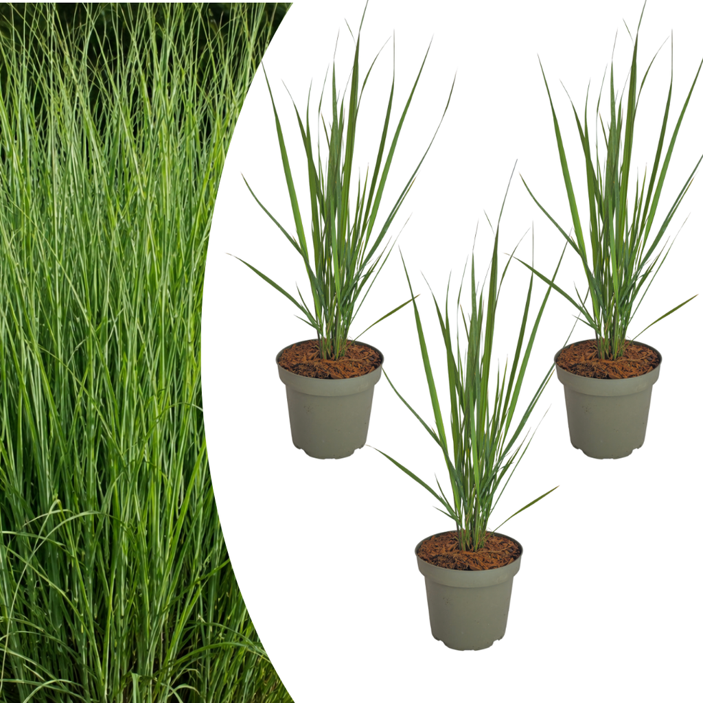 Panicum virgatum 'Northwind' (herbe à doigt) – 3 plants, Ø12 cm