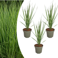 Panicum virgatum 'Northwind' (herbe à doigt) – 3 plants, Ø12 cm