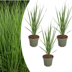 Panicum virgatum 'Northwind' (herbe à doigt) – 3 plants, Ø12 cm