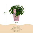 Hydrangea panniculata 'Groundbreaker Blush' (hortensia paniculé) – rose – Ø14 cm, 20–25 cm de haut