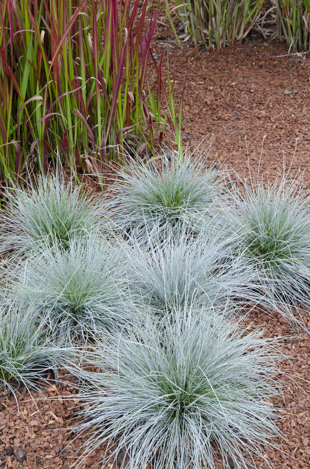 Festuca glauca 'Azura Blue' (blue fescue) – Ø19 cm, 40 cm high – art. 6627 – photo 4