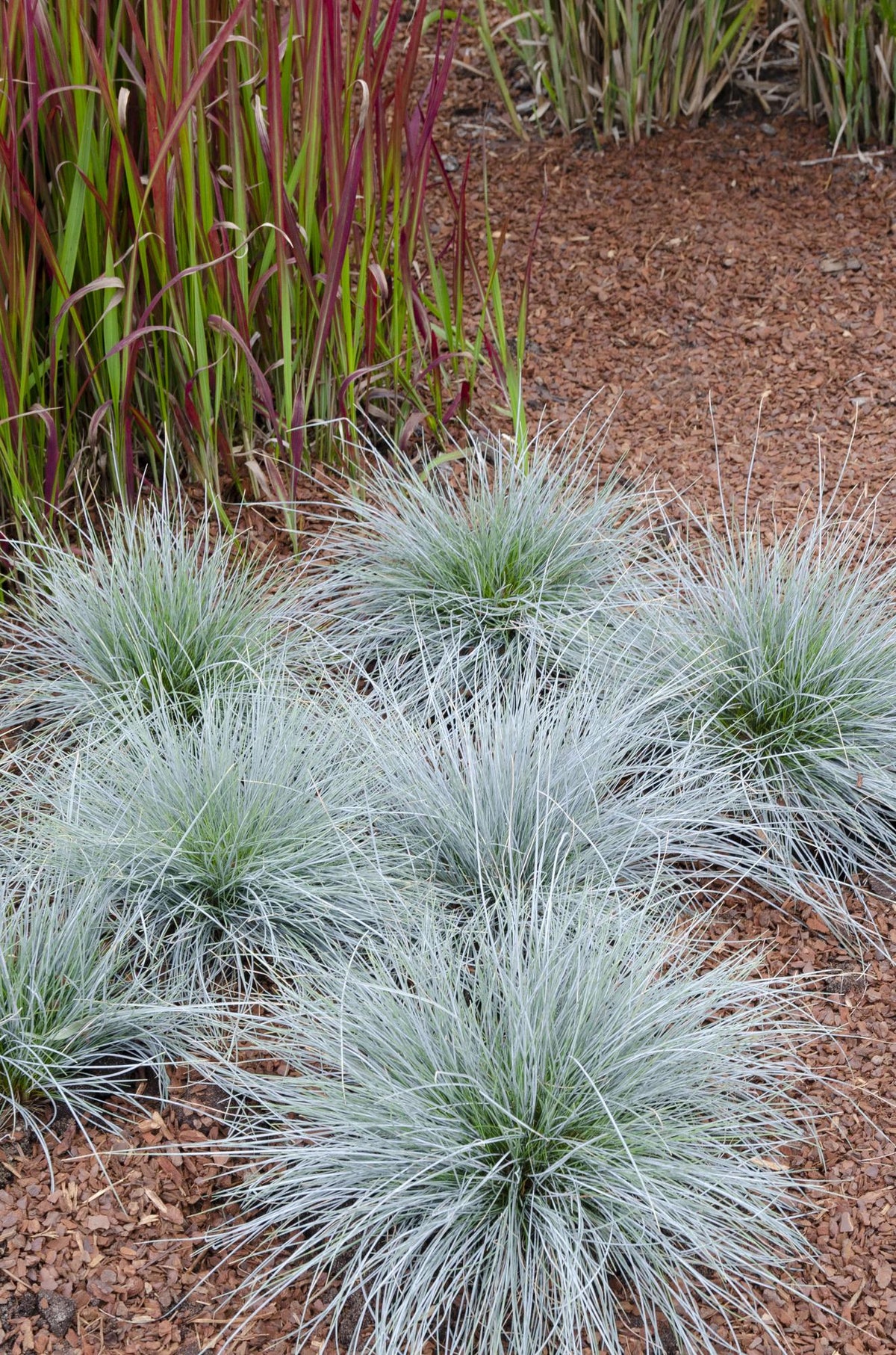 Festuca glauca 'Azura Blue' (blue fescue) – Ø19 cm, 40 cm high – art. 6627 – photo 4