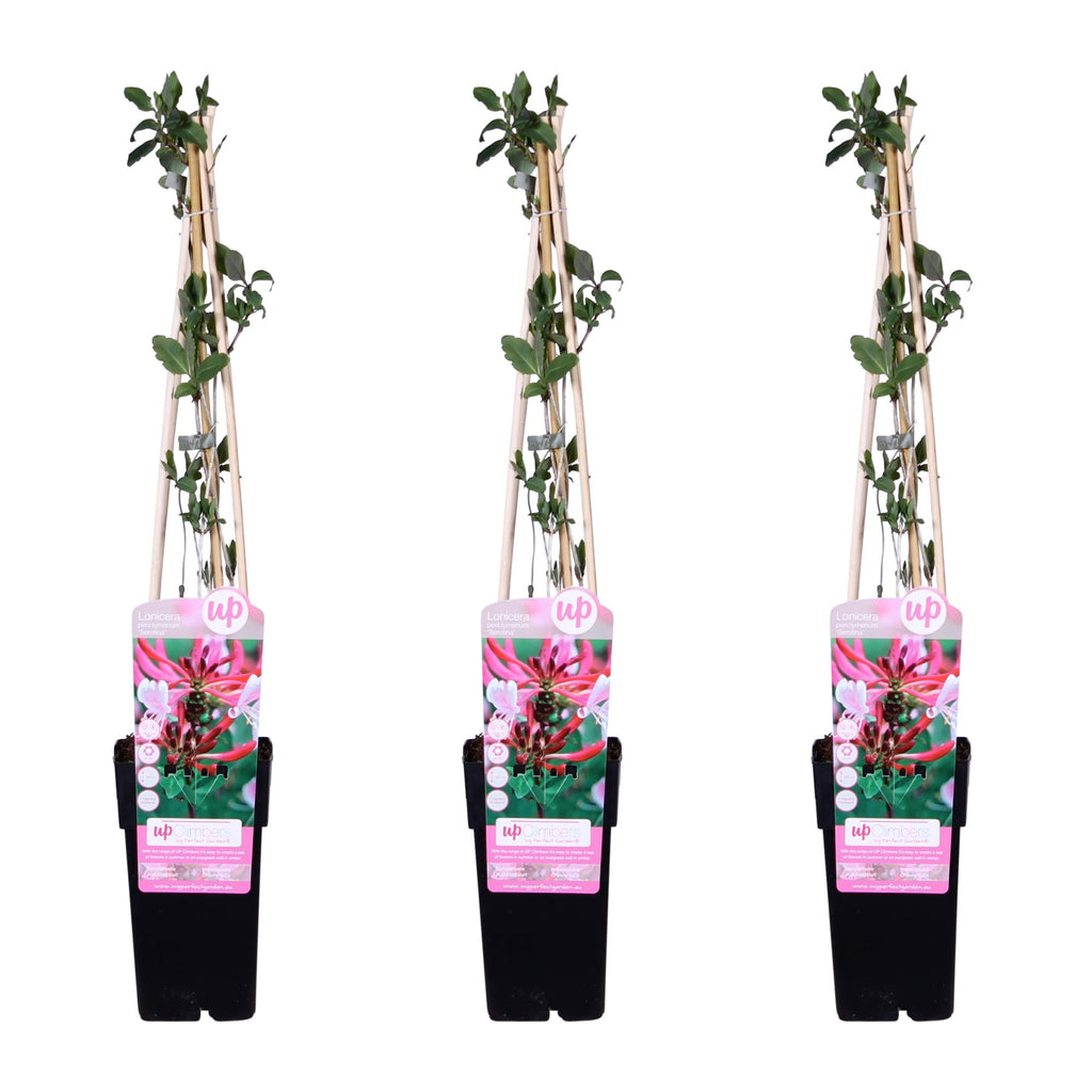 Lonicera periclymenum 'Serotina' (Duftjasmin) – 3 Pflanzen, Ø15 cm, 65 cm hoch