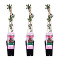 Lonicera periclymenum 'Serotina' (Duftjasmin) – 3 Pflanzen, Ø15 cm, 65 cm hoch