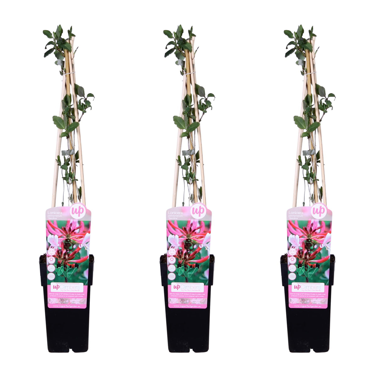 Lonicera periclymenum 'Serotina' (Duftjasmin) – 3 Pflanzen, Ø15 cm, 65 cm hoch