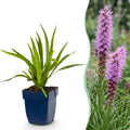 Liatris spicata (liatris) – violet – 12 plantes, Ø11 cm, 15–25 cm de haut