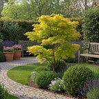 Acer palmatum 'Jordan' (Japanse esdoorn) – geel – Ø19 cm, 70 cm hoog