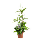 Dracaena Surculosa (drakenboom) – Ø17 cm, 55 cm hoog
