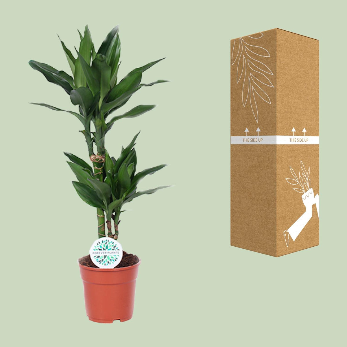 Dracaena Janet Lind (drakenboom) – Ø17 cm, 70 cm hoog
