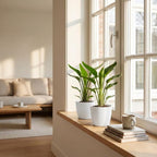 2× Strelitzia reginae (paradisfugleblomst) i hvid Potter-pottedø – Ø12 cm, 35 cm høj