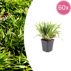 Luzula sylvatica (Waldgräserchen) – 60 Pflanzen, Ø9 cm, 10–25 cm hoch