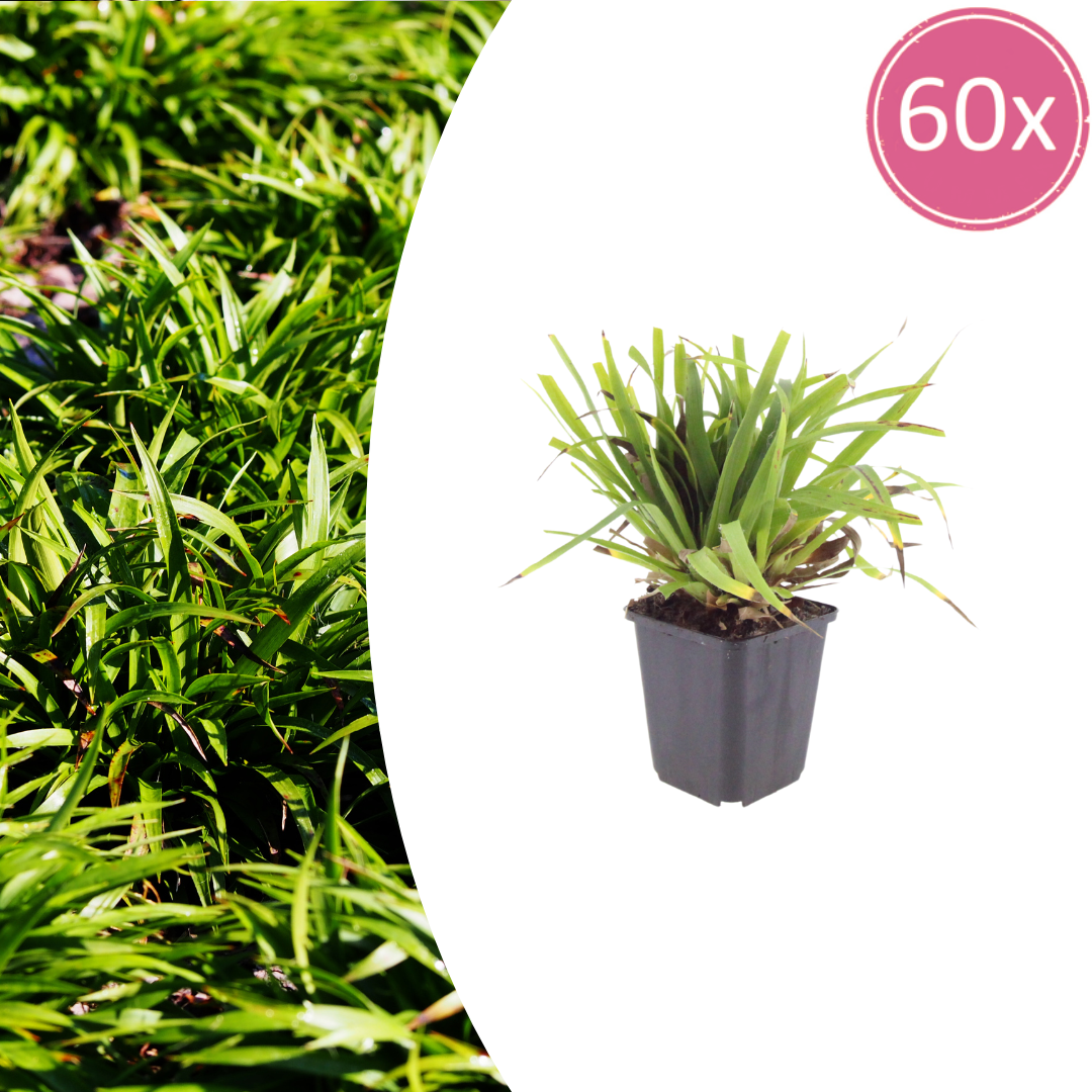 Luzula sylvatica (Waldgräserchen) – 60 Pflanzen, Ø9 cm, 10–25 cm hoch