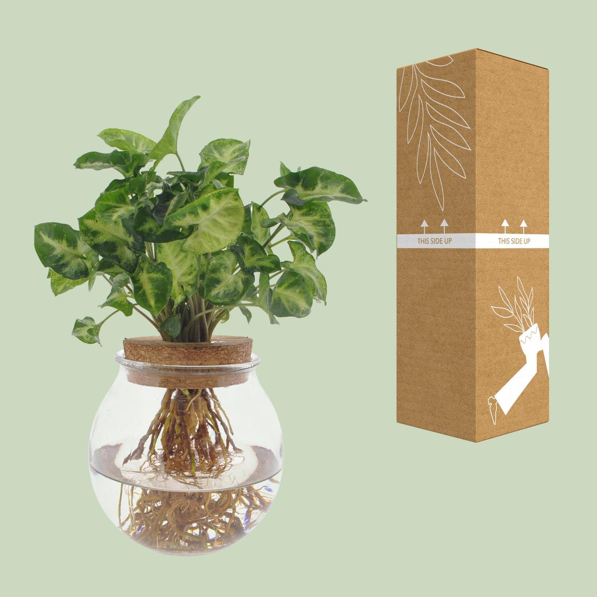 Syngonium Pixie – Ø 12 cm, 30 cm hoch