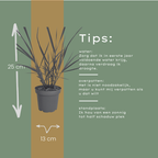 Panicum virgatum 'Rotstrahlbusch' (graminée ornementale aux couleurs automnales chaudes) – 6 plants, Ø12 cm