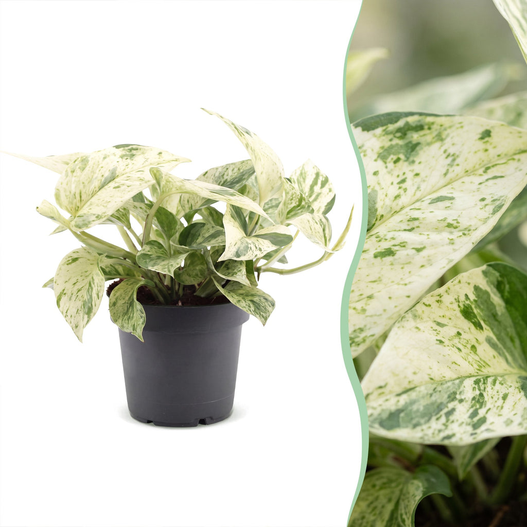 Epipremnum Snow Leopard (scindapsus) – Ø12 cm, 25 cm hoch