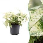 Epipremnum Snow Leopard (scindapsus) – Ø12 cm, 25 cm hoch