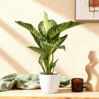 Dieffenbachia en pot décoratif blanc – Ø21 cm, 90–100 cm de haut
