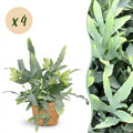 4× Phlebodium aureum Blue Star (fougère bleue) avec panier – Ø12 cm, 25 cm de haut