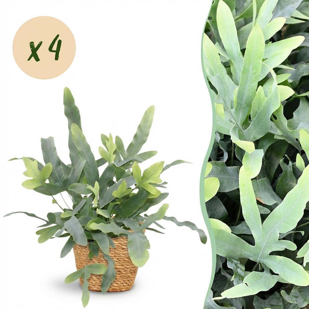 4× Phlebodium aureum Blue Star (fougère bleue) avec panier – Ø12 cm, 25 cm de haut