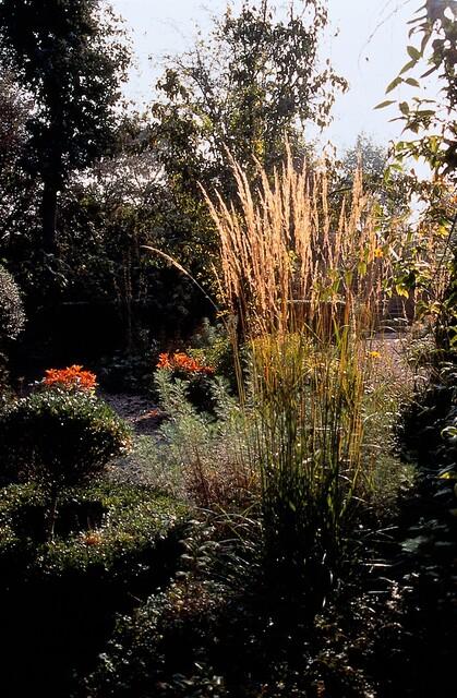 Calamagrostis acut. 'Karl Foerster' (Zierbinenstauden) – 60 Pflanzen, Ø 9 cm, 10–25 cm hoch