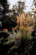 Calamagrostis acut. 'Karl Foerster' (Zierbinenstauden) – 60 Pflanzen, Ø 9 cm, 10–25 cm hoch