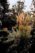Calamagrostis acut. 'Karl Foerster' (Zierbinenstauden) – 60 Pflanzen, Ø 9 cm, 10–25 cm hoch