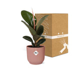 Ficus elastica ‘Robusta’ in ELHO Vibes Fold 14cm roze (rubberplant) – 35 cm hoog
