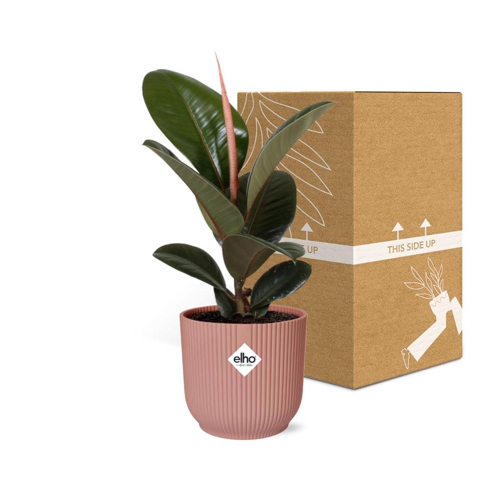 Ficus elastica ‘Robusta’ in ELHO Vibes Fold 14cm roze (rubberplant) – 35 cm hoog