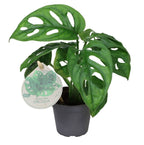 Monstera Obliqua (Swiss cheese plant) – Ø6 cm, 12 cm high