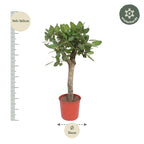 Ficus Benghalensis boom – Ø30 cm, 150 cm hoog