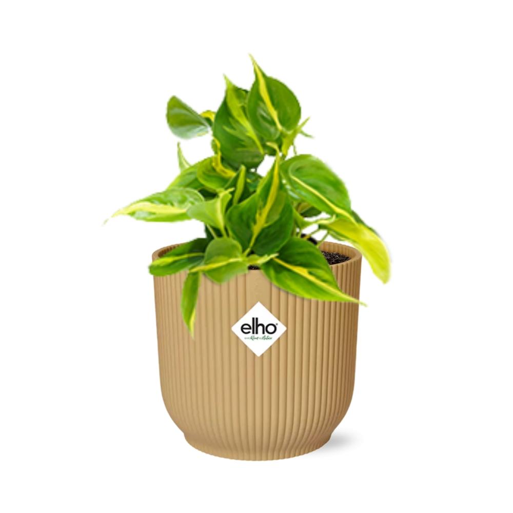 Philodendron scandens ‘Brasil’ in ELHO Vibes Fold 14cm geel – 20 cm hoog