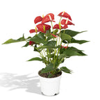 Anthurium Red (flamingoplant) – Ø17 cm, 55 cm hoog