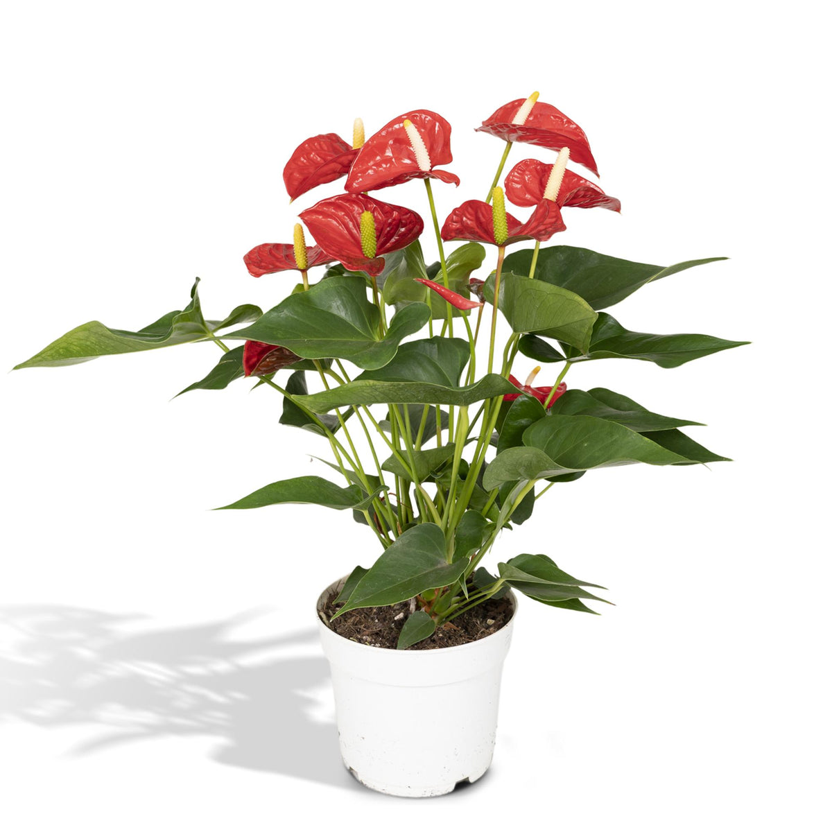 Anthurium Red (flamingoplant) – Ø17 cm, 55 cm hoog