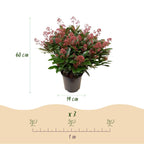 Skimmia japonica 'Rubella' – rød – 2 planter, Ø19 cm, 60 cm høj