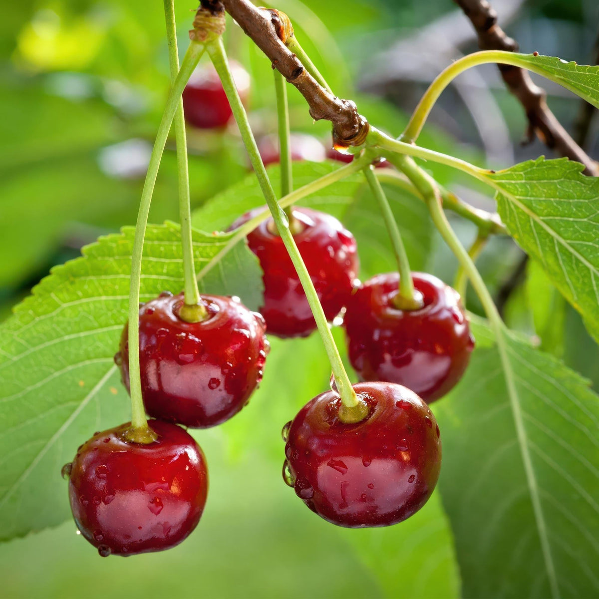 Prunus avium 'Regina' (Kirschbaum) – Ø 21 cm, 90 cm hoch – Bild 5