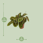 Maranta Fascinator (Prie-Dieu) (plante prieuse) – Ø12 cm, 20 cm de haut