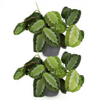 2× Maranta Fascinator Silverband (bedplant) i Potter-pyntepotte grå – Ø12 cm, 25 cm høj