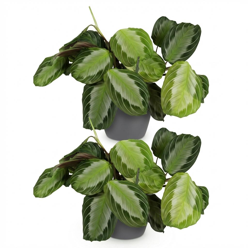 2× Maranta Fascinator Silverband (bedplant) i Potter-pyntepotte grå – Ø12 cm, 25 cm høj