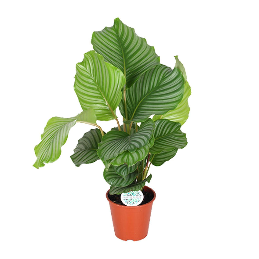 Calathea orbifolia – Ø17 cm, 60 cm høj