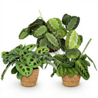 3× Maranta Silverband, Marantha Lemon Lime Marantha Kerchoveana (prayer plant) with basket – Ø12 cm, 25 cm high