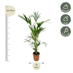 Kentia palm (Howea) – Ø24 cm, 150 cm hoog