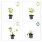 Fragaria vesca (wild strawberry) – 12 plants, Ø9 cm, 10–25 cm high