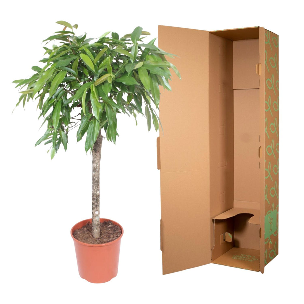 Ficus Amstel King – Ø30 cm, 130 cm hoch